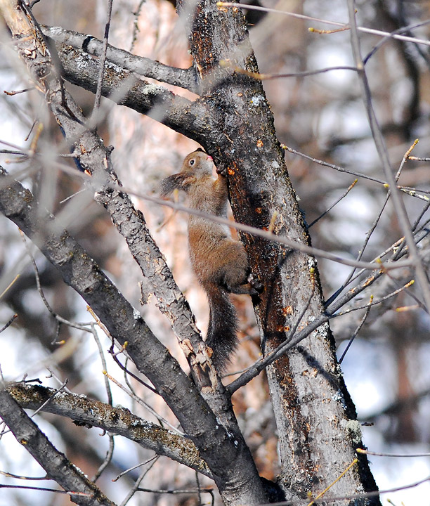 Sciurus vulgaris. Varie localit